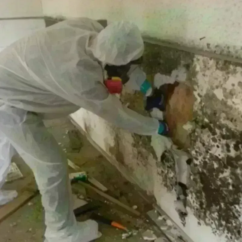 Mold Remediation and Removal in The Woodlands, TX